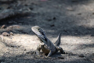 Water Dragon