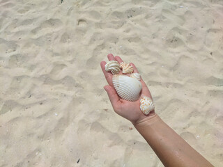 Woman in the palm of her hand holds a variety of seashells against a background of white sand....
