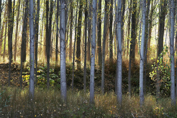 Fototapeta na wymiar Poplar trees in autumn. Tree background.