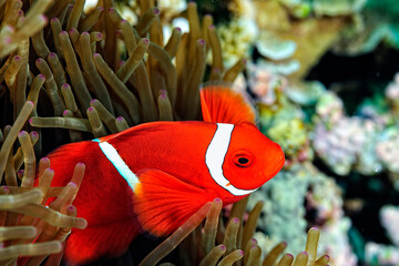 An anemone and it's Clown fish