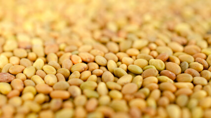 Sweet clover seeds background, top view, texture. Close-up - sweet clover seeds. Melilotus officinalis. Use as background. Sweet clover seeds background. Macro. Melilot seed texture.