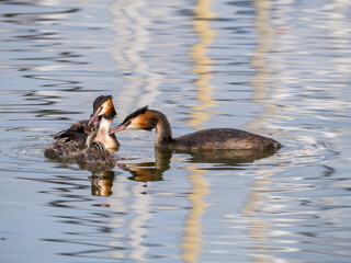 Great crested grebe, Podiceps cristatus, family - male feeding fish to juvenile, Netherlands