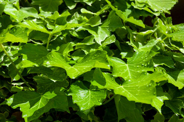 雨に濡れるツタの葉