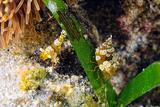 A picture of an Ambon shrimp