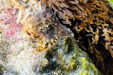 A picture of an Ambon shrimp