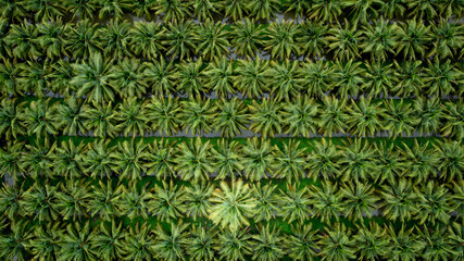 coconut agricultural fields plantation green color in a row aerial top view