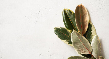 Ficus hoseplant close up on white background