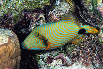 A picture of an orangestriped triggerfish