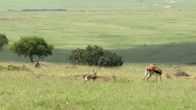Thomson's Gazelle (Eudorcas thomsonii) female licking her just born fawn