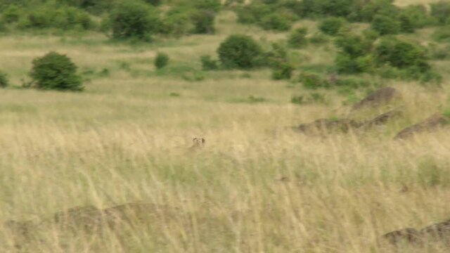 Cheetah (Acinonyx jubatus)  chasing a Thomsons gazelle