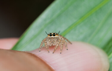 Jumping spiders make up the largest family of spiders. Baby Jumping Spiders. Found around homes, gardens, parks, jungles from tiny ones to average sizes, they are efficient hunters.