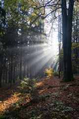 Fototapeta premium enchanting lights and dark shadows of tree trunks in the fairy tale forest