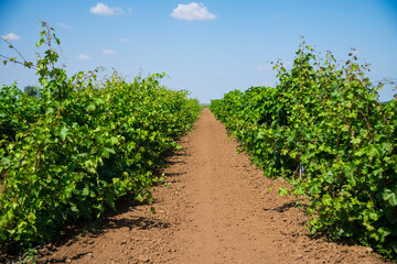 Fototapeta na wymiar Beautiful rows of young green vineyards move in the wind
