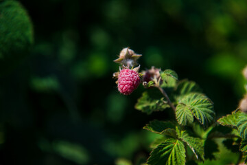 Raspberries growing on a bush in the garden