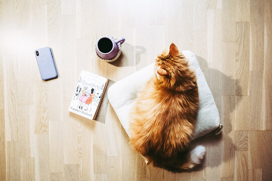 Top view picture of ginger cat, book, cup of tea or coffee and smartphone on the floor.