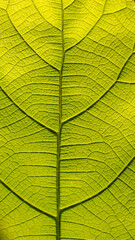 Naklejka na ściany i meble Texture of Pattern of Teak Leaf