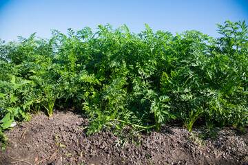 Fototapeta na wymiar A field where carrots grow