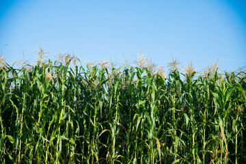 Bushes of corn on a background of blue sky