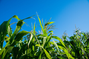 Bushes of corn on a background of blue sky
