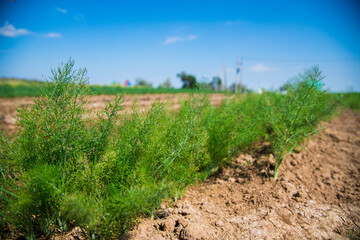 Medicinal plant Fennel (Foeniculum Vulgare Mill.) grows in an agricultural field