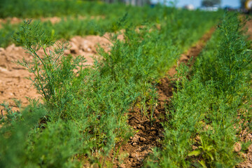 Plant Odorous Dill (Anethum graveolens) grows in an agricultural field