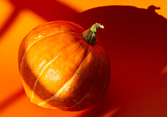 Close-up of pumpkin isolated on an orange background in the autumn sunshine, shade in the background
