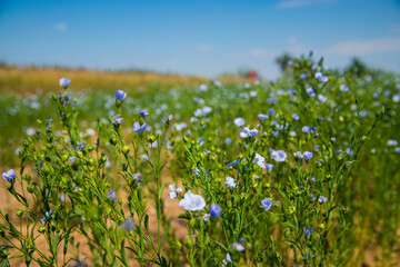 Obraz premium Medicinal plant Flax (Linum Usitatissimum) grows in an agricultural field