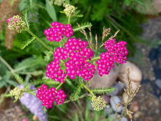 Common yarrow, Achillea millefolium 'cerise queen', wild plant with cerise pink flowers in garden, Netherlands © TasfotoNL