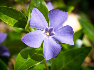 Lesser periwinkle, Vinca minor, close up of flower with five petals, Netherlands