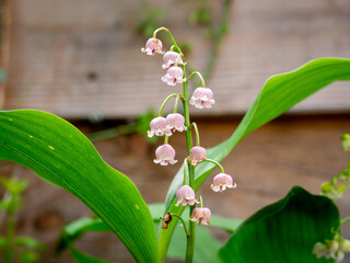 Lily of the valley, Convallaria majalis rosea, close up of pink, bell-shaped flowers in garden in spring, Netherlands