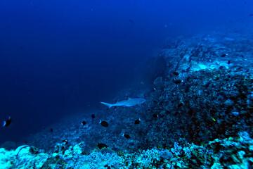 A picture of a reef whitetip shark