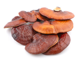 Ganoderma Lucidum Mushroom isolated on white background