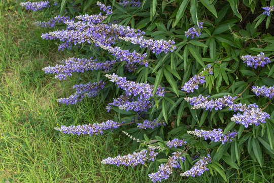 Chaste tree or vitex flowering plant with lavender flowers spikes.