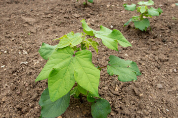 Gossypium hirsutum or upland cotton or Mexican cotton young plants at the plantation