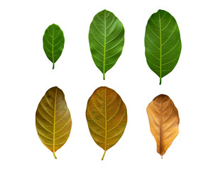 jackfruit back leaves isolated