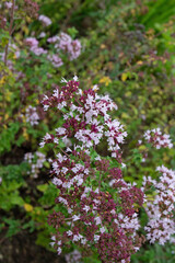 Oregano or origanum vulgare small purple flowers.