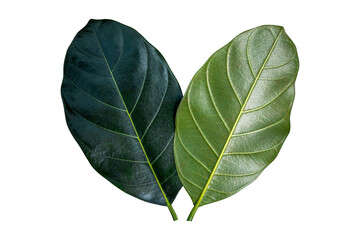 Green Leaf jackfruit