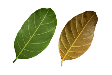 jackfruit back leaves isolated