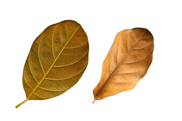 jackfruit back leaves isolated