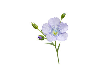 Flax or linseed flower and buds branch isolated on white