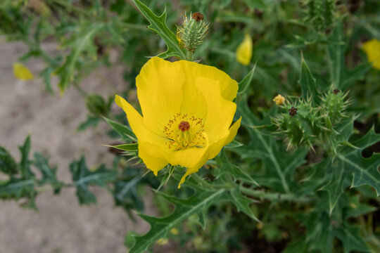Mexican poppy or Argemone mexicana bright yellow flowers and prickly leaves and fruits