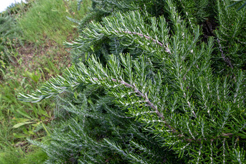 Rosemary or salvia rosmarinus decorative branches with evergreen, needle-like leaves.