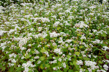 Fagopyrum esculentum or common buckwheat plantation in bloom
