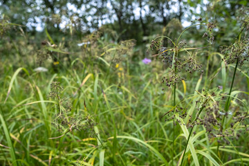 Obraz premium Grass and wildflowers on a blurred background of trees and blue sky.