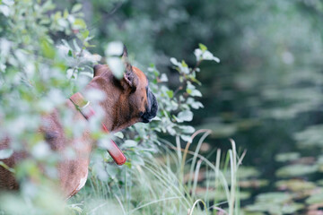 a German boxer dog in the thickets on the lake shore