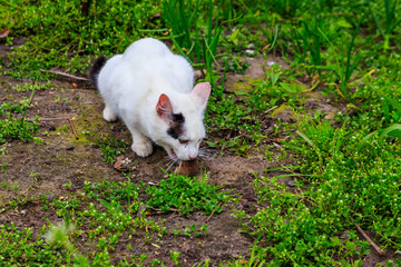 Naklejka na ściany i meble White cat caught a mouse in grass