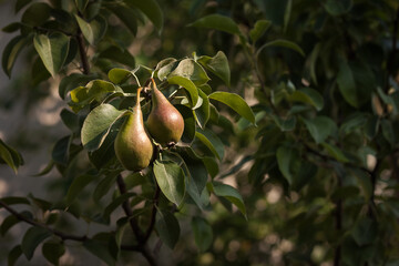 Two ripe pears on the branch is illuminated by the sunset.