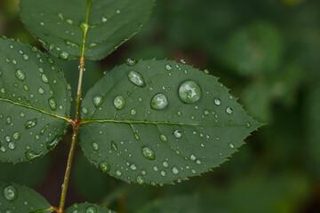 Dewdrops on rose leaves. Small depth of field.