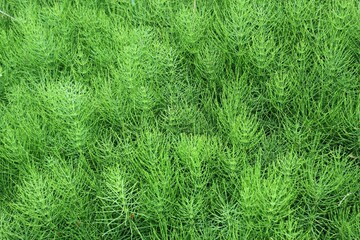 Natural green background of horsetail
