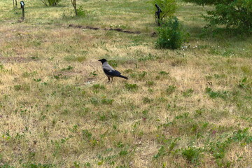 crow